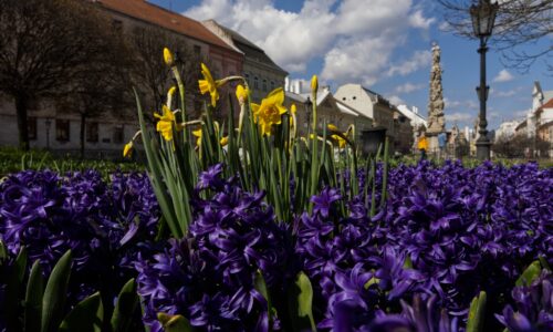 Košice skrášľuje milión farebných kvetov