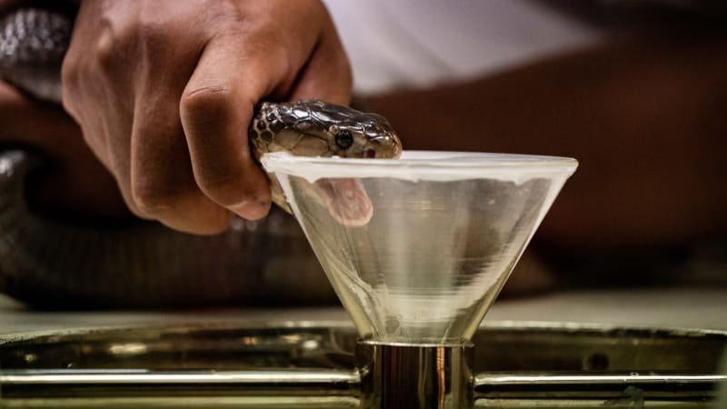 drogová party po indicku: do rauše lidi dostává hadí jed. nechávají se i uštknout do jazyka Drogová party po indicku: Do rauše lidi dostává hadí jed. Nechávají se i uštknout do jazyka