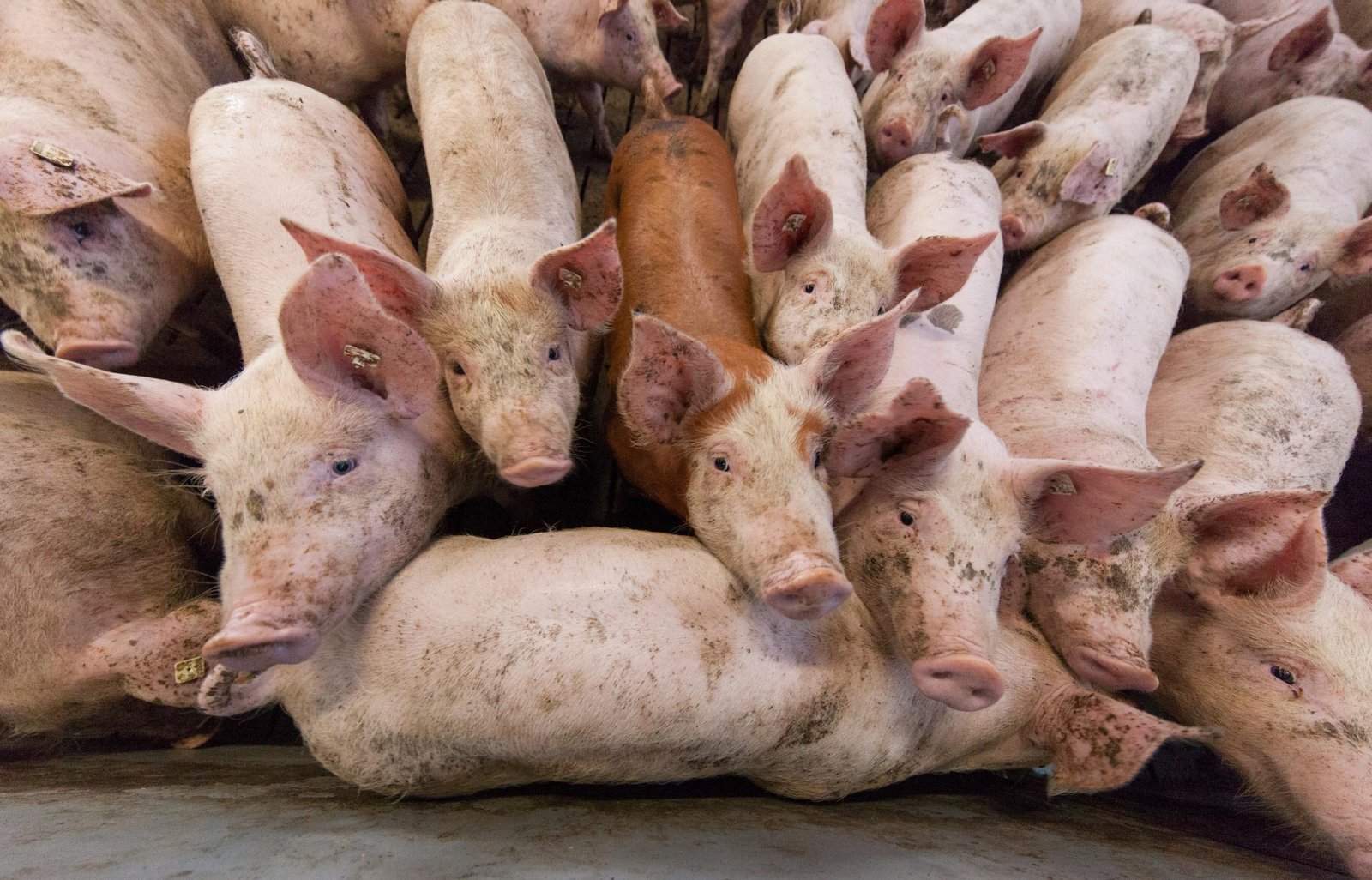 revolúcia na tanieri. je o geneticky modifikované potraviny záujem? Revolúcia na tanieri. Je o geneticky modifikované potraviny záujem?