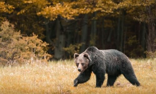 Medvědí krize na Slovensku: Experti jmenovali několik důvodů, tím hlavním je nezvyklé počasí