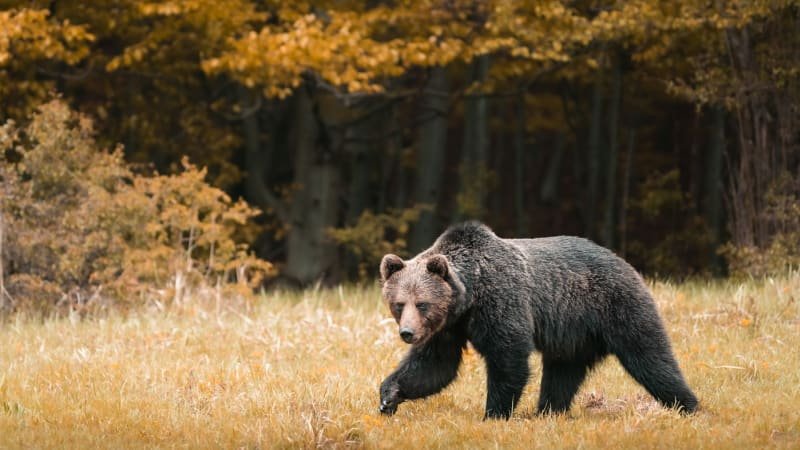 medvědí krize na slovensku: experti jmenovali několik důvodů, tím hlavním je nezvyklé počasí Medvědí krize na Slovensku: Experti jmenovali několik důvodů, tím hlavním je nezvyklé počasí