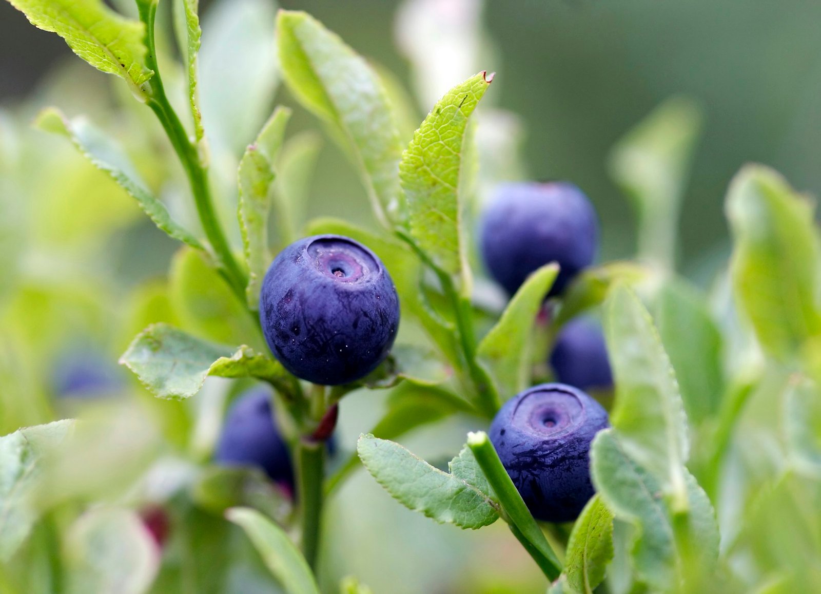 blueberry shrubs Babička prezradila, čo vysadiť pri čučoriedkach. Budete mať najlepšiu úrodu