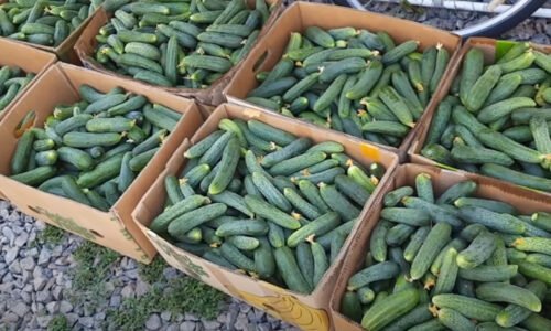 5 jednoduchých pravidiel vám pomôže vyhnúť sa problémom a zabezpečia bohatú úrodu chrumkavých a šťavnatých uhoriek