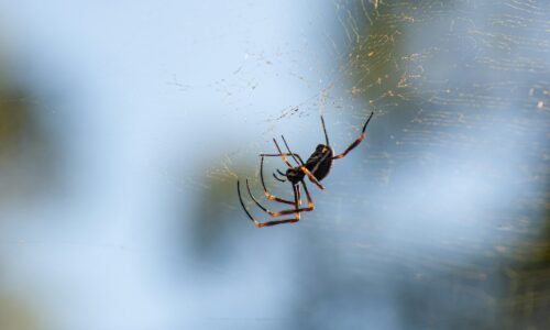 Zasaďte tieto rastliny na parapetu alebo k domu. Pavúky k vám neprídu