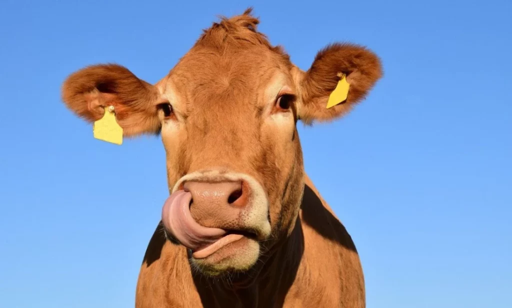EÚ zas „potešila“ farmárov. Pribudnú nové papiere a obmedzenia