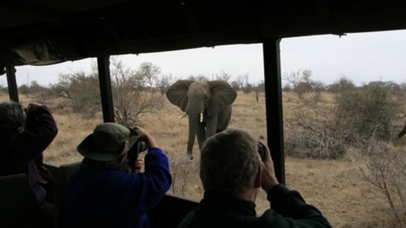 Smrtící útok slona na safari. Autobus s turisty ujížděl marně, řádění zvířete natočila kamera