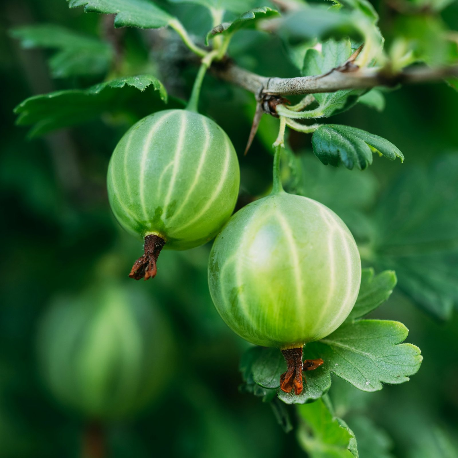 gooseberries on a bush in the garden Takto pestujú egreše najlepší záhradkári. Nezabudnite na túto vec