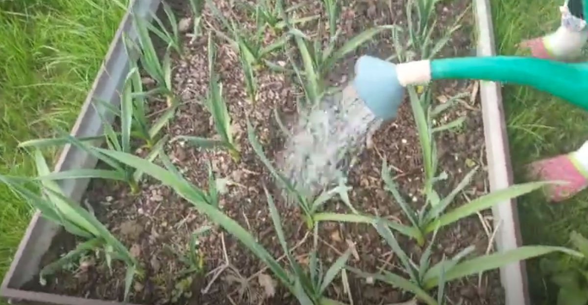 Keď sa po dlhej zime môjmu CESNAKU objavia prvé lístky, pripravím mu túto zálievku, ktorá mu dodá dôležité živiny