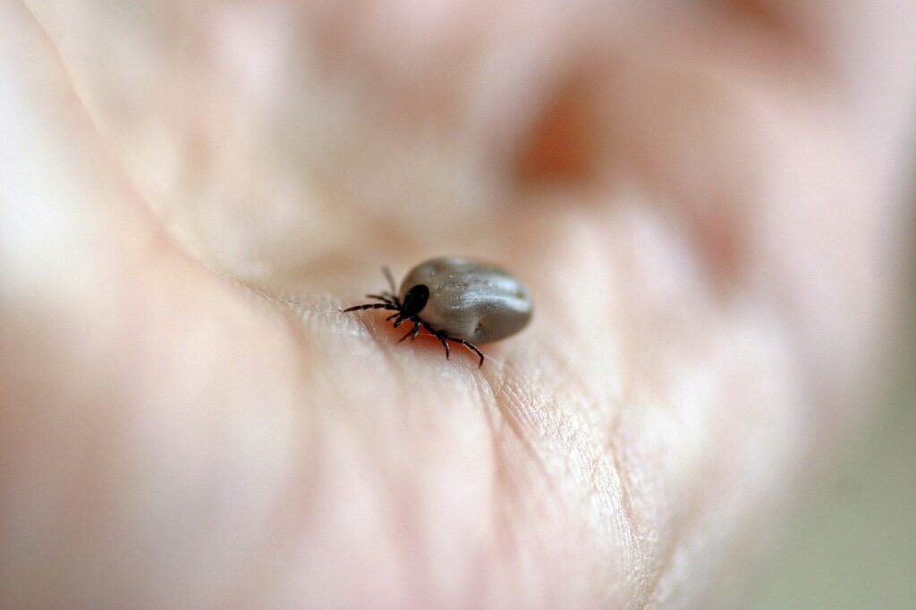 kliešte kladú vajíčka v dome. v týchto zákutiach ich nájdete najčastejšie Kliešte kladú vajíčka v dome. V týchto zákutiach ich nájdete najčastejšie