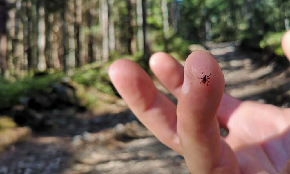 Kliešte sa môžu ukrývať v našom dome. Zistite, ktoré miesta majú rady