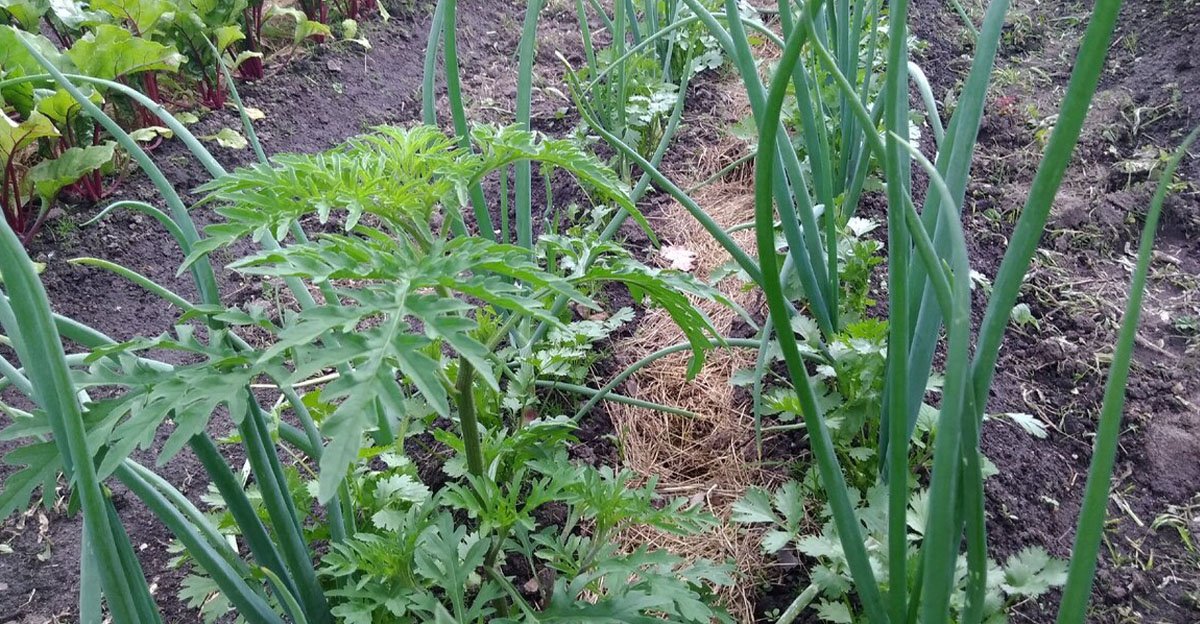 Žiadny škodcovia, žiadne choroby a len krásna a rozprávková úroda. tieto rastliny musíte zasadiť do záhonu vedľa cesnaku Žiadny škodcovia, žiadne choroby a len krásna a rozprávková úroda. Tieto rastliny musíte zasadiť do záhonu vedľa cesnaku