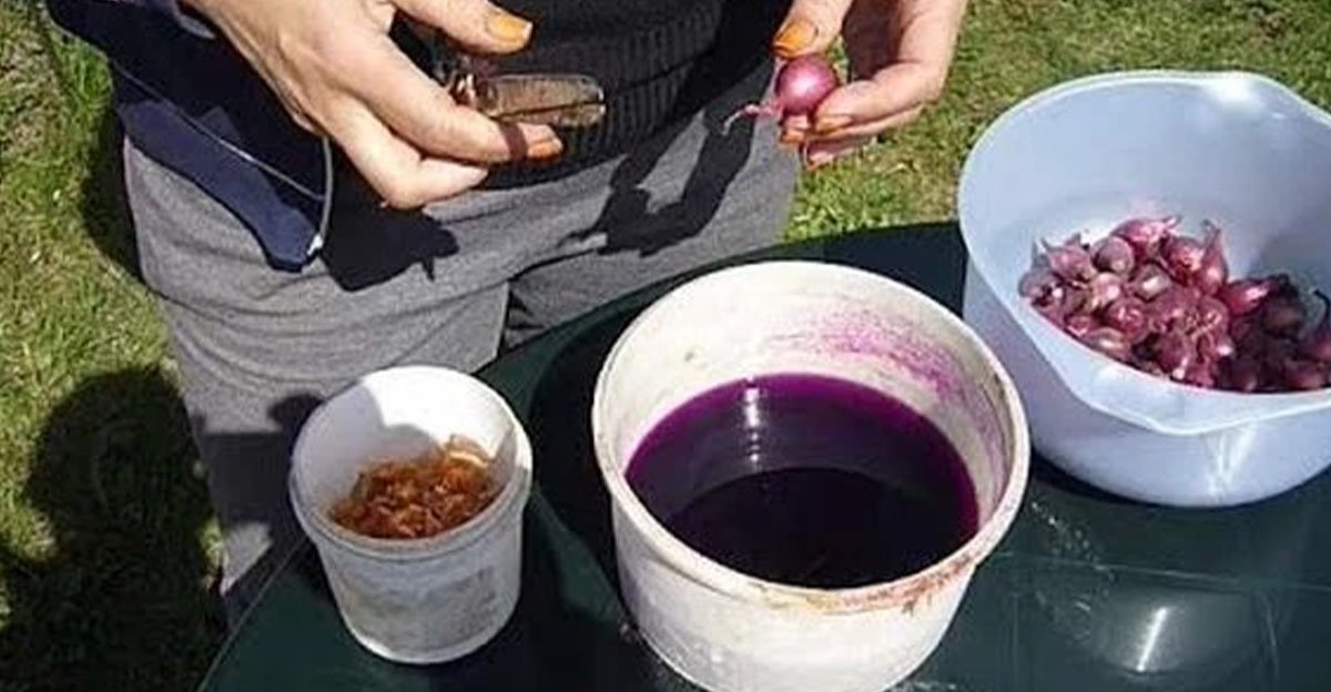 odhalil som tajomstvo bohatej úrody cibule! spočíva v tomto jednoduchom triku, ktorý treba spraviť pred výsadbou Odhalil som tajomstvo bohatej úrody CIBULE! Spočíva v tomto jednoduchom TRIKU, ktorý treba spraviť pred výsadbou