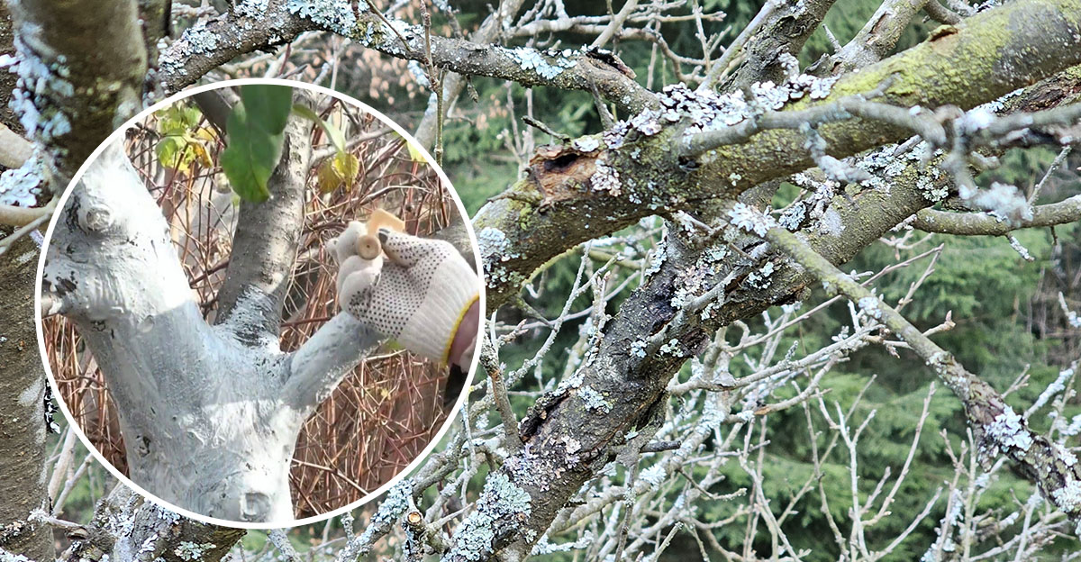 Zmiešajte tieto tri veci a zbavte vaše ovocné stromy machov a lišajníkov! Tento trik je perfektne jednoduchý