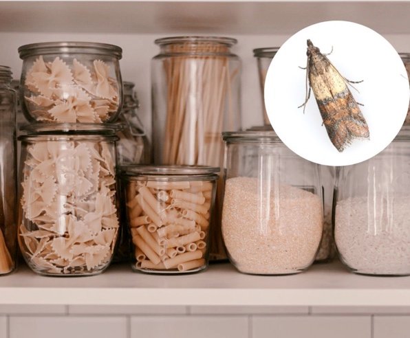 produkt za pár centov úplne odstráni mole z vášho domova. môžete si ho kúpiť v každom obchode Produkt za pár centov úplne odstráni mole z vášho domova. Môžete si ho kúpiť v každom obchode