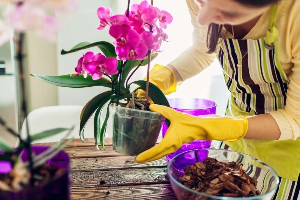 Vďaka týmto pravidlám budú vaše orchidey kvitnúť. Je to jednoduché, ale účinné