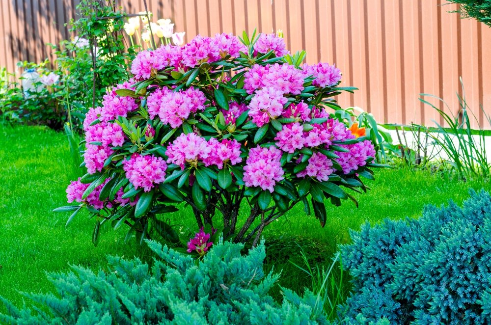 rododendrony chradnú pred očami? vyrobte si domáci kondicionér z odpadu. v okamihu ich postaví na nohy Rododendrony chradnú pred očami? Vyrobte si domáci kondicionér z odpadu. V okamihu ich postaví na nohy