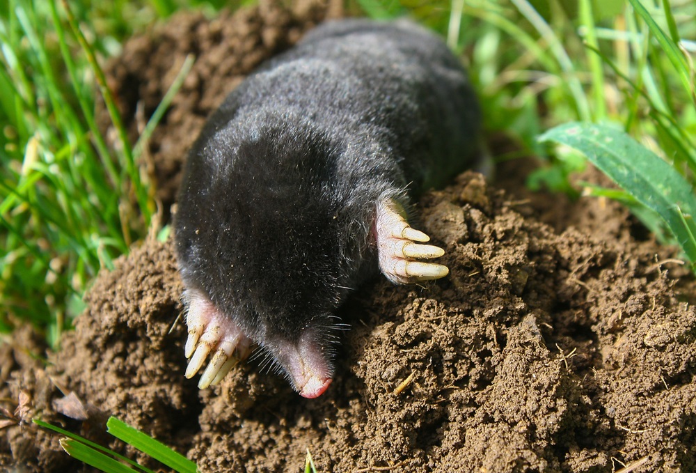 Tipy proti krtkom v záhrade. Vyskúšajte ich a vyhnú sa tej vašej oblúkom