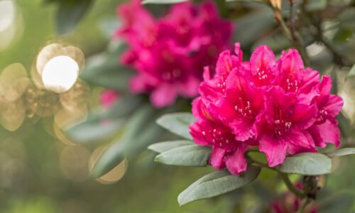 Rododendron – pestovanie, strihanie a rozmnožovanie