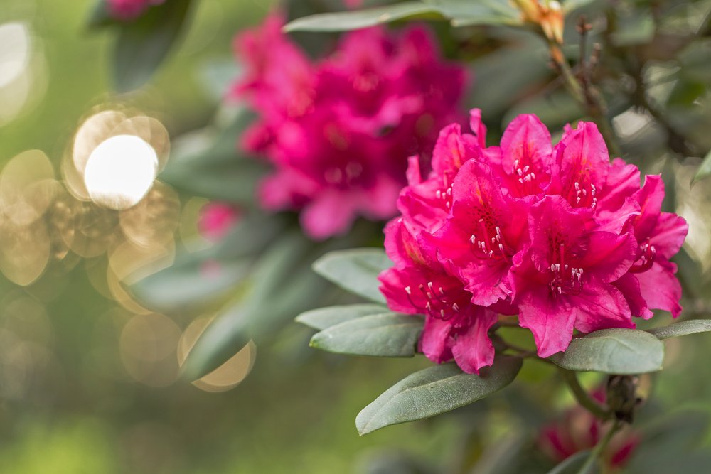 rododendron – pestovanie, strihanie a rozmnožovanie Rododendron – pestovanie, strihanie a rozmnožovanie