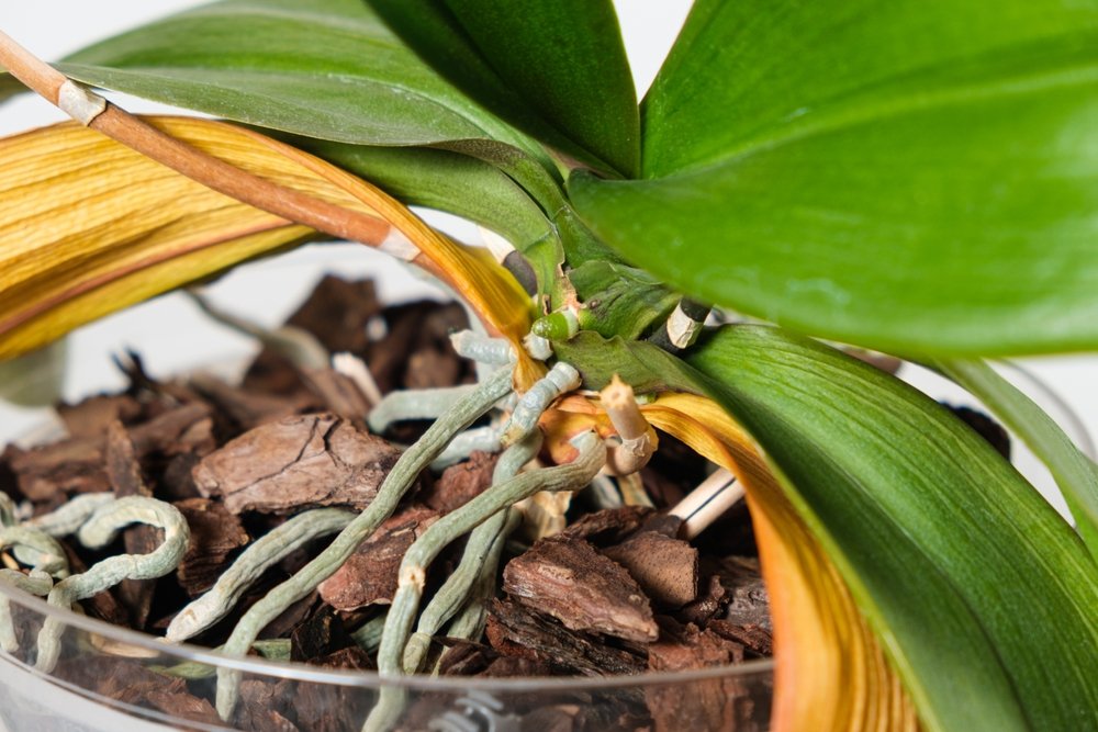 pre toto orchidea žltne a chradne na dohľad. slováci sa tejto chyby dopúšťajú notoricky Pre toto orchidea žltne a chradne na dohľad. Slováci sa tejto chyby dopúšťajú notoricky