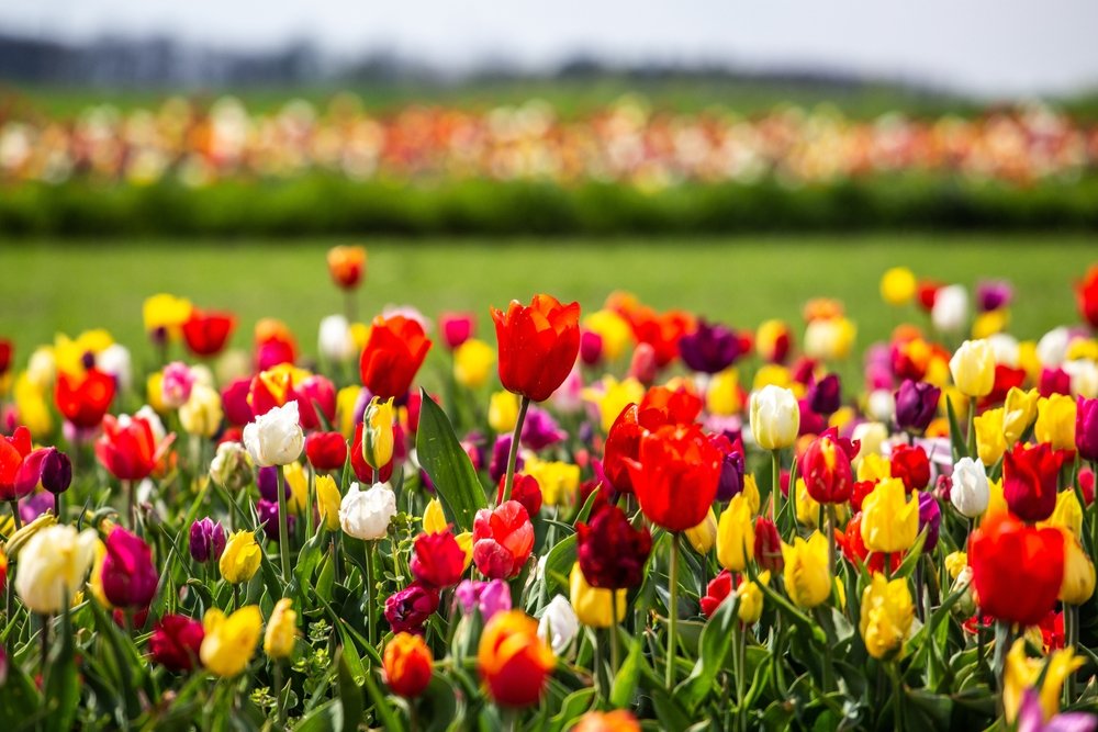 Čo robiť s tulipánmi, aby budúci rok krásne kvitli? Postupujte podľa metódy holandských záhradníkov Čo robiť s tulipánmi, aby budúci rok krásne kvitli? Postupujte podľa metódy holandských záhradníkov