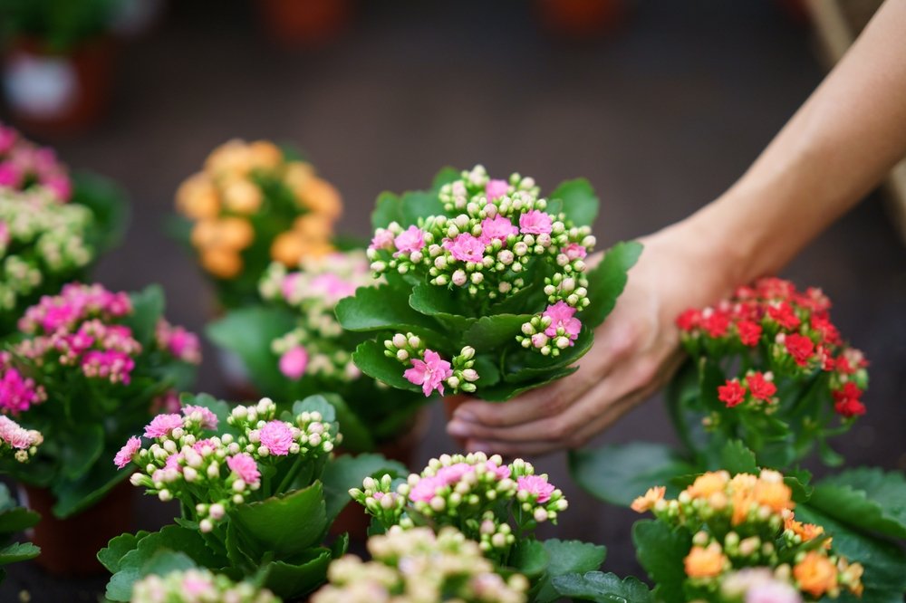 Starajte sa o ňu týmto spôsobom a pred očami vám vyrastú kvety. Moja babička má trik na kalanchoe Starajte sa o ňu týmto spôsobom a pred očami vám vyrastú kvety. Moja babička má trik na kalanchoe