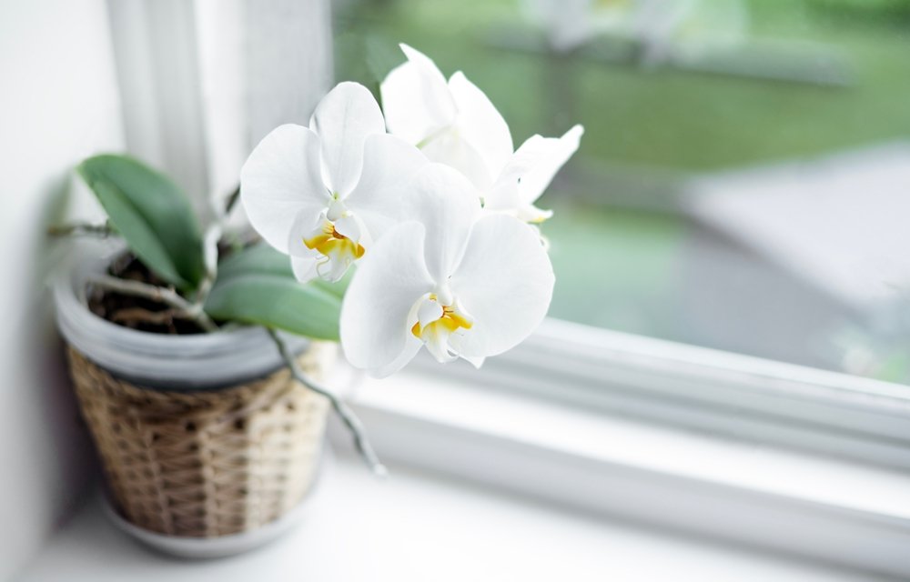 stačí jedna chyba a listy orchidey zožltnú. na jej záchranu stačí jednoduchá zmena Stačí jedna chyba a listy orchidey zožltnú. Na jej záchranu stačí jednoduchá zmena