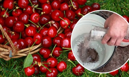 Pod strom nasypem jednu šálku a pridám pár kvapiek. ČEREŠNE budú sladké ako med!