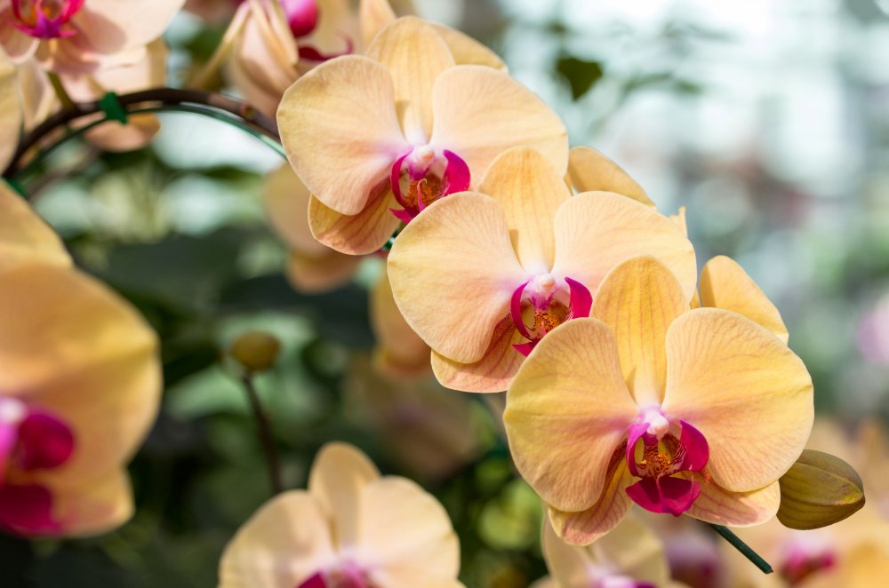 tajomstvo krásnych orchideí. kľúč spočíva v zalievaní Tajomstvo krásnych orchideí. Kľúč spočíva v zalievaní
