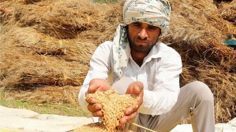 India zvažuje obnovenie dovozu pšenice z Ruska India zvažuje obnovenie dovozu pšenice z Ruska