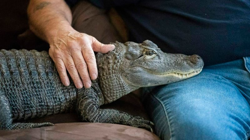 Američan přišel o svého terapeutického aligátora. Spal se mnou v posteli, smutní muž Američan přišel o svého terapeutického aligátora. Spal se mnou v posteli, smutní muž