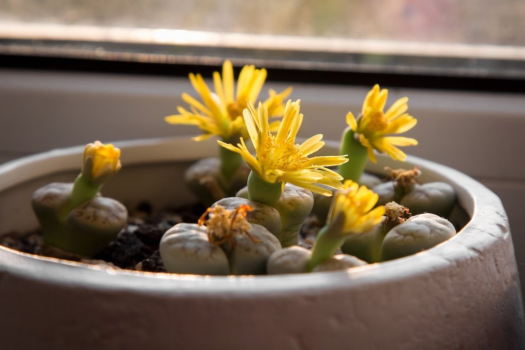 Živé kamene (Lithops) – ako na pestovanie tohto sukulentu? Živé kamene (Lithops) – ako na pestovanie tohto sukulentu?
