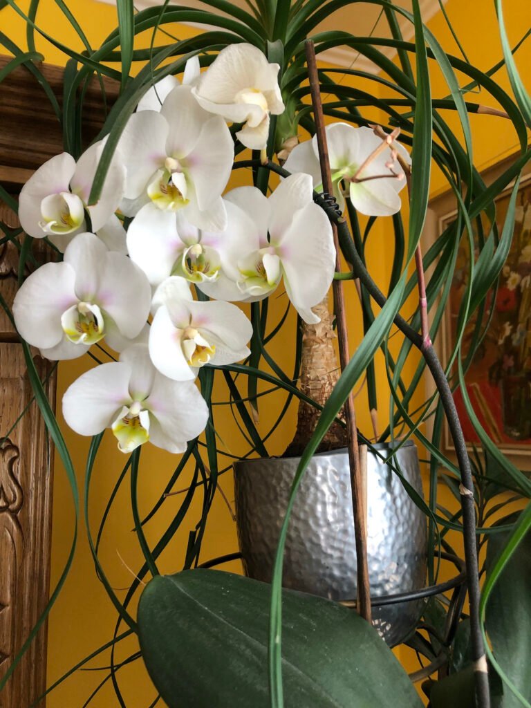Takto stimulujete svoju orchideu, aby kvitla. Pridajte lyžičku do kvetináča a nové púčiky vyskočia ako huby po daždi Takto stimulujete svoju orchideu, aby kvitla. Pridajte lyžičku do kvetináča a nové púčiky vyskočia ako huby po daždi