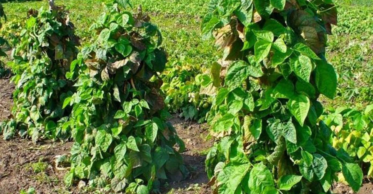 Ako zasadiť fazuľu, aby som mohla zbierať struky počas celého leta? Poznačte si tento nezvyčajný spôsob Ako zasadiť fazuľu, aby som mohla zbierať struky počas celého leta? Poznačte si tento nezvyčajný spôsob