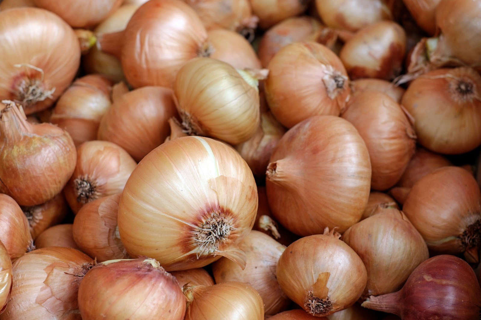 cibuľové šupky Vyrobte si ľahko hnojivo z cibuľových šupiek a vaše uhorkové sadenice ožijú