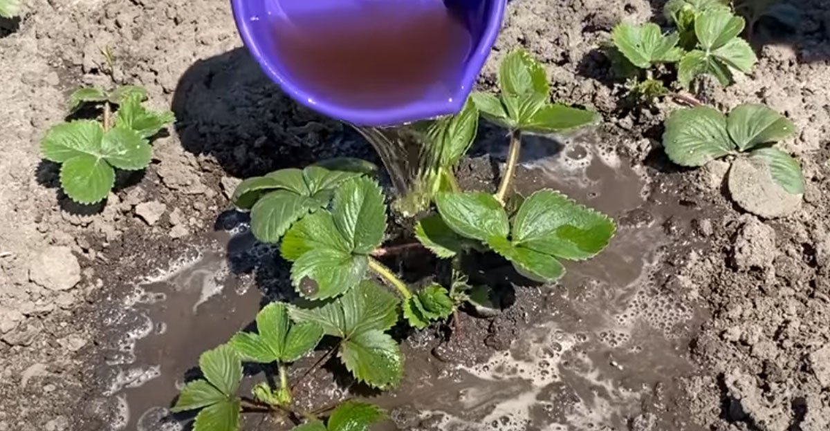 V júni sa treba postarať o vaše jahody! Pre peknú a bohatú úrodu je dobré nezanedbať tieto veci! V júni sa treba postarať o vaše jahody! Pre peknú a bohatú úrodu je dobré nezanedbať tieto veci!