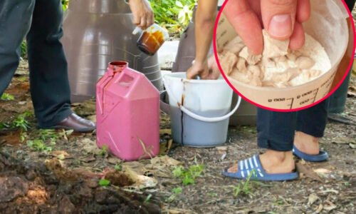 Ako vyrobiť hnojivo z droždia? Stojí to len 0,40 EUR. Úroda bude nádherne bohatá a rastliny zdravé