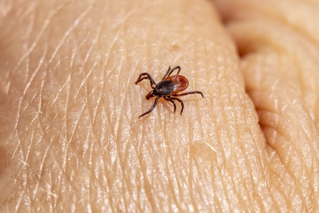 Skvelý spôsob, ako sa zbaviť kliešťov. Zloženie si môžete kúpiť v lekárni Skvelý spôsob, ako sa zbaviť kliešťov. Zloženie si môžete kúpiť v lekárni