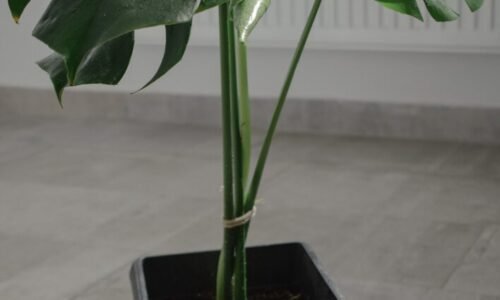 Zalejte monsteru domácim „koktejlom“. Bude rásť ako šialená. Sú to len 2 ingrediencie