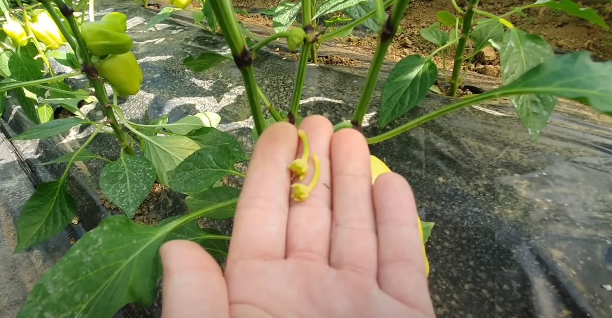 Pod mojimi paprikami som našla opadnuté kvety – čo mám robiť?! Nečakajte na nič a rýchlo konajte, ide totiž o úrodu Pod mojimi paprikami som našla opadnuté kvety – čo mám robiť?! Nečakajte na nič a rýchlo konajte, ide totiž o úrodu