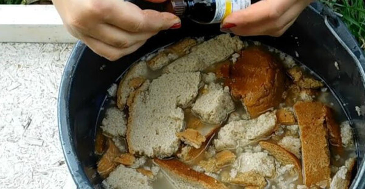 Skúsení záhradkári vedia, prečo nikdy nevyhadzujú starý a tvrdý chlieb! Toto ste zrejme netušili! Skúsení záhradkári vedia, prečo nikdy nevyhadzujú starý a tvrdý chlieb! Toto ste zrejme netušili!