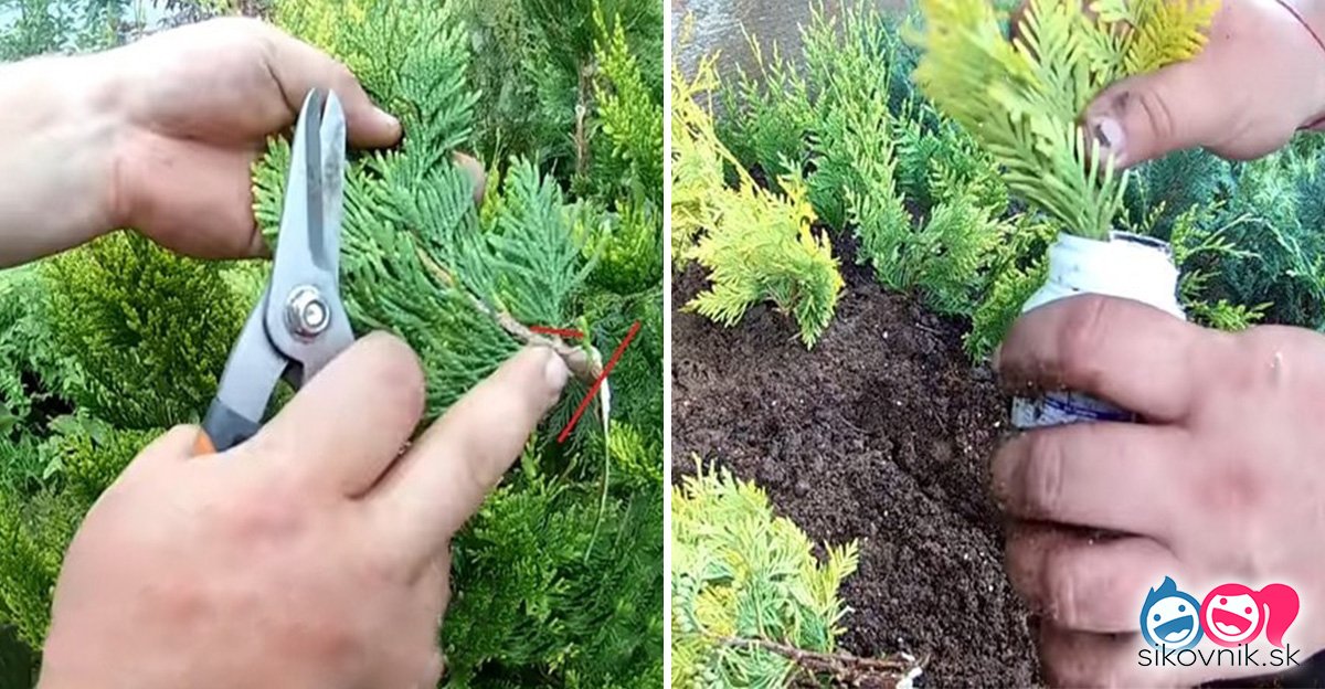 Veľmi jednoduchý spôsob, ako si doma rozmnožiť obľúbene tuje. Určite ho musím vyskúšať Veľmi jednoduchý spôsob, ako si doma rozmnožiť obľúbene tuje. Určite ho musím vyskúšať