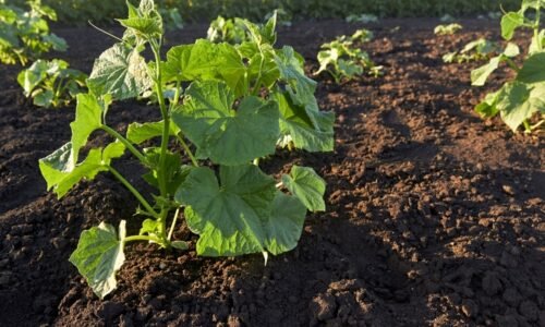 Neoceniteľné hnojivo pre sadenice uhoriek. Iba 2 zložky a úroda bude pôsobivá