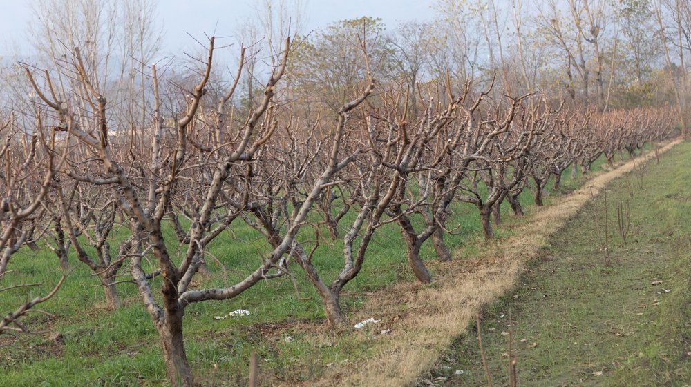 Nalejte do litra vody a postriekajte ovocné stromy. Je to spoľahlivý liek nielen na mravce Nalejte do litra vody a postriekajte ovocné stromy. Je to spoľahlivý liek nielen na mravce