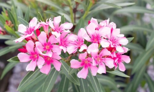 Kondicionér, ktorý posilňuje kvety. Oleander bude kvitnúť až do neskorej jesene