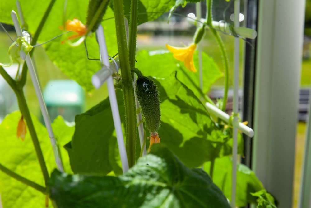 Vďaka tejto zmesi budú vaše uhorky šťavnaté a úroda bohatá. Za všetky ingrediencie zaplatíte len 3 eurá Vďaka tejto zmesi budú vaše uhorky šťavnaté a úroda bohatá. Za všetky ingrediencie zaplatíte len 3 eurá