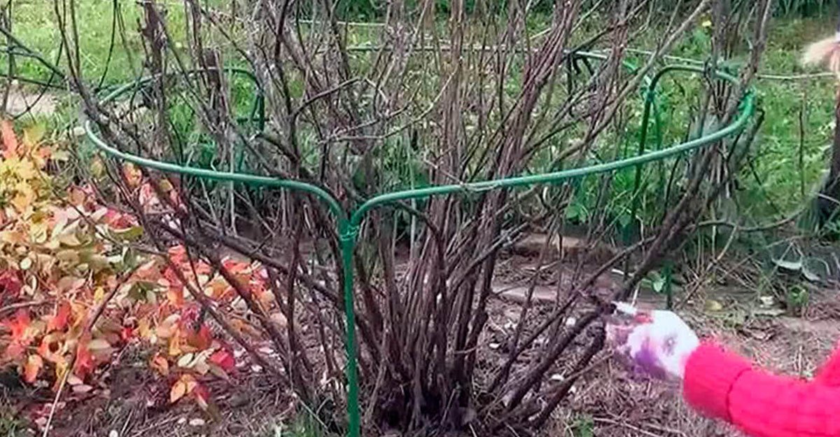 Aj stará ríbezľa vás môže prekvapiť BOHATOU úrodou! Dodržte týchto pár pravidiel a budete žasnúť Aj stará ríbezľa vás môže prekvapiť BOHATOU úrodou! Dodržte týchto pár pravidiel a budete žasnúť