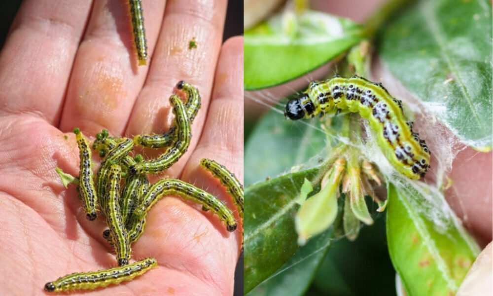 Osvedčená metóda, ako sa vysporiadať s vijačkou krušpánovou. Stačí vám lacný produkt z vašej kuchyne