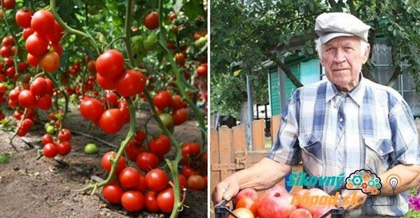 Takto jednoducho sa dajú vypestovať tie najchutnejšie paradajky široko-ďaleko: Osvedčené triky sú vždy tie najlepšie! Takto jednoducho sa dajú vypestovať tie najchutnejšie paradajky široko-ďaleko: Osvedčené triky sú vždy tie najlepšie!