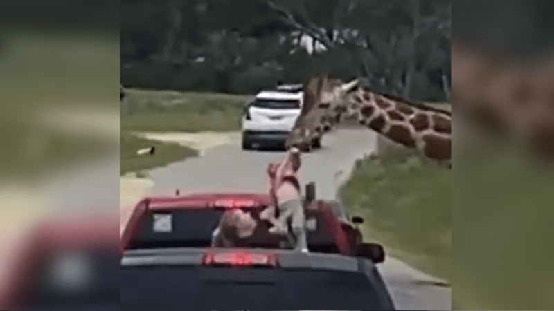 Drama na safari. Žirafa vytáhla z auta dvouletou holčičku, incident z USA zachytila kamera Drama na safari. Žirafa vytáhla z auta dvouletou holčičku, incident z USA zachytila kamera